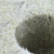 Grodan Rockwool Blocks Small Hole 7,5 x 7,5cm (8 pcs)